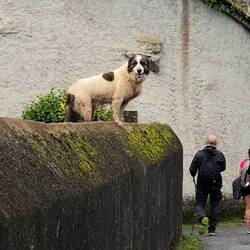 Dog jumped up on the wall!