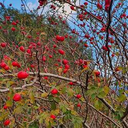 Beeren im Herbst