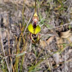 Dragon orchid
