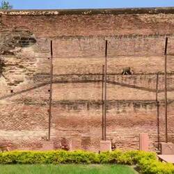 Makaken an der Außenmauer