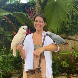 Pink cockatoo and African Grey