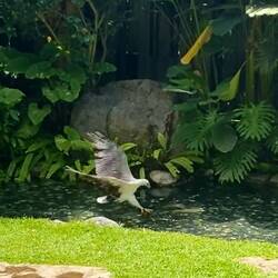Eagle swooping down catching prey in the pond