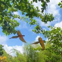 Blue macaw parrots in flight!!