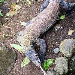 Komodo dragon feeding time