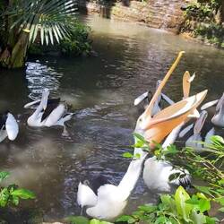Feeding the Pelicans fish