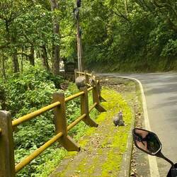 Monkeys on the side of the road where we pulled over