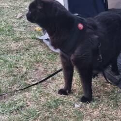 Bigboy venturing outside on his leash