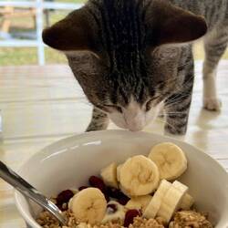 Lulu the kitten decided she wanted to share my yogurt bowl