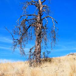 Mt Boucherie tree