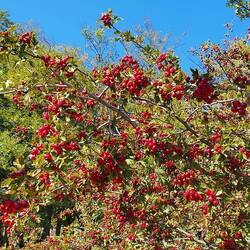 Herbstbild mit Hagebutten