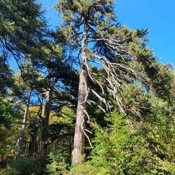 Die gigantischen Bäume von Sila