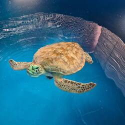 Der Dudw schon voll verwirrt