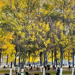 Autumn colours in Brussels