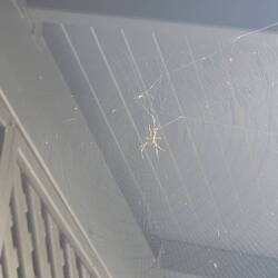 Primo ragno brutto australiano