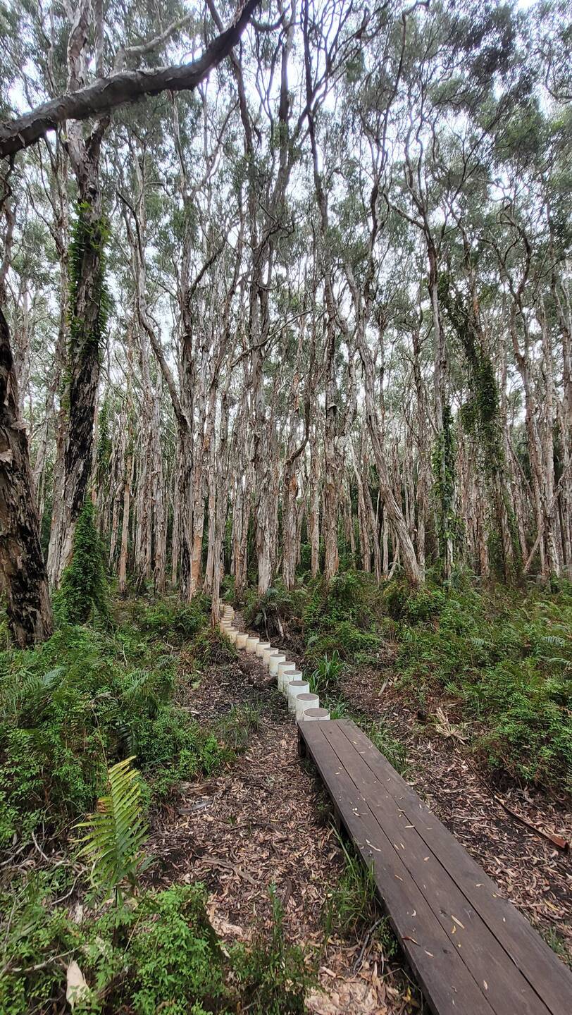 Paperbark trail