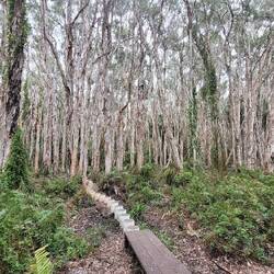 Paperbark trail