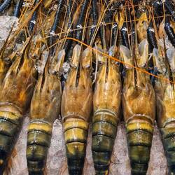 die gucken mich ja noch an... 😲