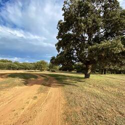Entering cork oak forest