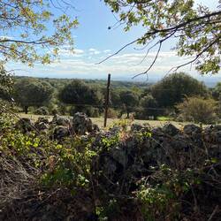 Cork oaks as far as the eye can see