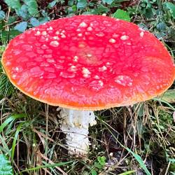 Love this fungus. The colour was so vibrant!