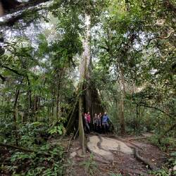 Avatar Baum