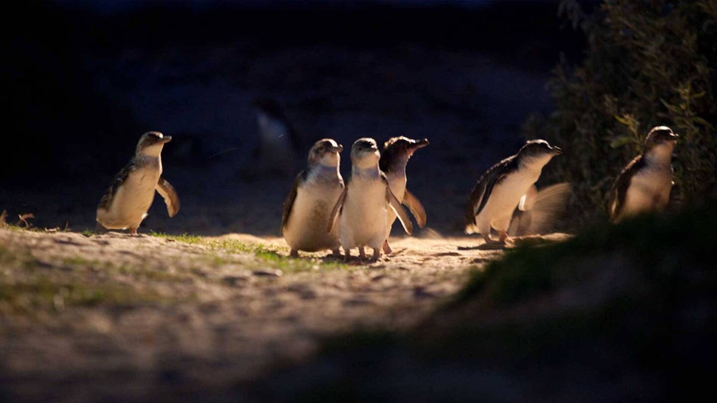 Pinguine hautnah: Meet & Greet
