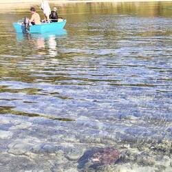 So many turtles 😍