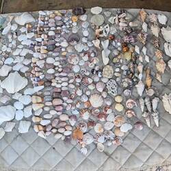 Just a few more shells for my ever growing collection