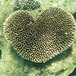 Heart coral