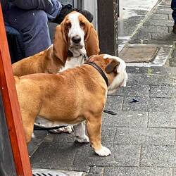 Very friendly basset hound and bulldog