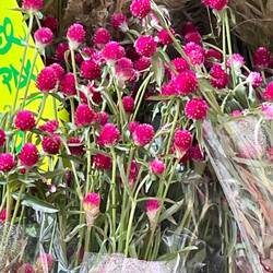 The intense colours of the flowers