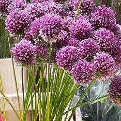 The flowers were magnificent