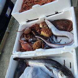 Soeben vom Kutter abgeladen