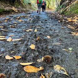 Squelchy, slippery trail today