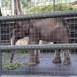 So sieht ein kleiner Elefant aus, wenn er mit dem Schlaf kämpft.
