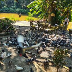 Menschen sind dumm! Da steht Fische füttern und nicht die Tauben 😑🙄