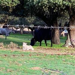More cows and dear little calf