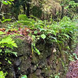 Love alm the old stone walls on the walk the last few days