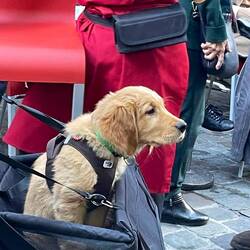 Cute puppy in a pram waiting with Mum and Dad for a table to become free