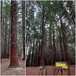 Sequoia-Wald