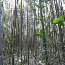 Bamboo Grove