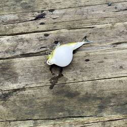 Puffer fish - he was plopped back into water