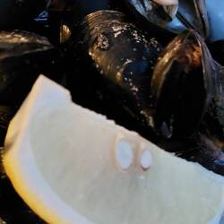 Die mies gelaunten Muscheln