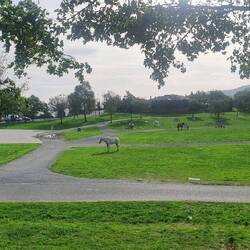 Oben auf dem Berg am Campingplatz. Freilaufende Pferde