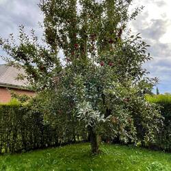 Apple tree in Gui's backyard - so many still in the tree