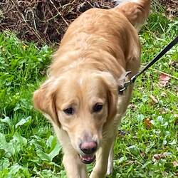 Pablo reafy for his walk