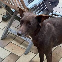 This is Carlos, Rob's dog, he also has a lovely character