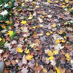 All the leaves are brown - but the sky wasn't gray