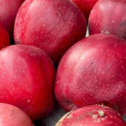 Apples picked that day