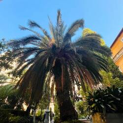 Eine tolle Palme 🫶🏽